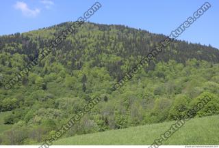 background nature forest 0003